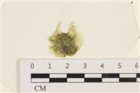 藏品(茶花石蓴, 牡丹菜)的圖片