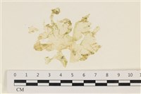 藏品(茶花石蓴, 牡丹菜)的圖片