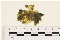 藏品(大石蓴, 石蓴)的圖片