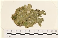 藏品(法囊藻)的圖片