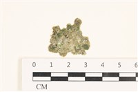 藏品(法囊藻)的圖片