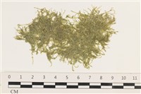 藏品(指枝藻)的圖片