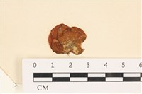 藏品(袋苔, 囊藻)的圖片