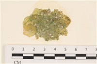 藏品(網球藻)的圖片