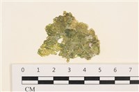 藏品(網球藻)的圖片