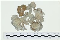 藏品(南方團扇藻)的圖片