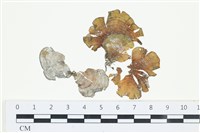 藏品(南方團扇藻)的圖片