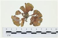 藏品(南方團扇藻)的圖片