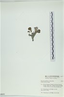 藏品(南方團扇藻)的圖片