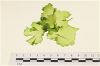 藏品(大石蓴, 石蓴)的圖片