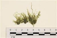 藏品(石髮)的圖片