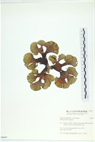 藏品(南方團扇藻)的圖片