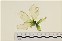 藏品(大石蓴, 石蓴)的圖片