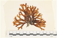 藏品(網目藻)的圖片