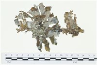 藏品(南方團扇藻)的圖片