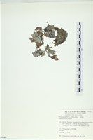 藏品(南方團扇藻)的圖片