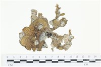 藏品(南方團扇藻)的圖片