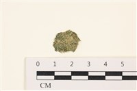 藏品(網球藻)的圖片