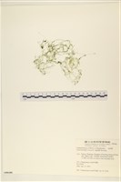 藏品(粗硬毛藻, 綠苔)的圖片