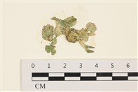 藏品(大葉海仙人掌, 大葉仙掌藻)的圖片