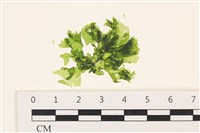 藏品(茶花石蓴, 牡丹菜)的圖片