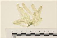 藏品(曲玉藻, 香蕉菜, 玉茄藻)的圖片