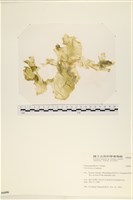 藏品(大石蓴, 石蓴)的圖片