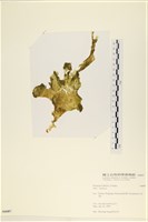 藏品()的圖片