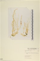 藏品()的圖片