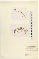 藏品()的圖片