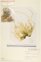 藏品(長片石蓴, 裂片石蓴)的圖片