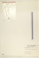 藏品(范氏蠕藻)的圖片
