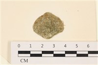 藏品(網球藻)的圖片