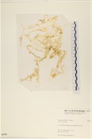 藏品(網石蓴)的圖片