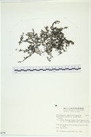 藏品(網胰藻)的圖片