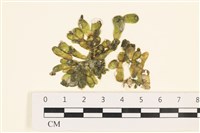 藏品(法囊藻)的圖片