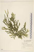 藏品()的圖片