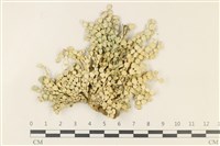 藏品(仙掌藻, 海仙人掌)的圖片