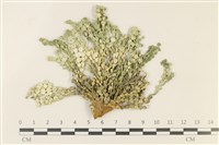 藏品(仙掌藻, 海仙人掌)的圖片