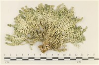 藏品(仙掌藻, 海仙人掌)的圖片