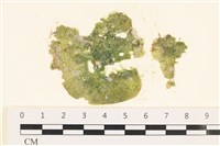 藏品(網球藻)的圖片