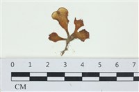 藏品(南方團扇藻)的圖片