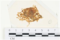 藏品(網胰藻)的圖片