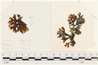 藏品(網目藻)的圖片