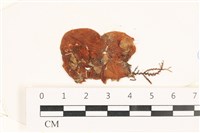 藏品(袋苔, 囊藻)的圖片