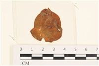 藏品(袋苔, 囊藻)的圖片