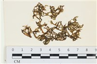 藏品(網胰藻)的圖片