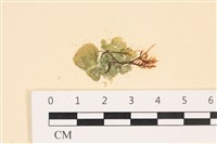 藏品(網球藻)的圖片