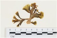 藏品(多扇藻)的圖片