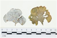 藏品(南方團扇藻)的圖片